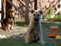 С детства на цепи...