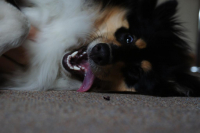 само очарование)