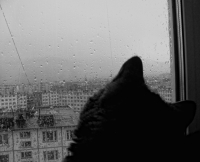 Кузя и дождь