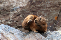 Мастер "Чёрный пояс"