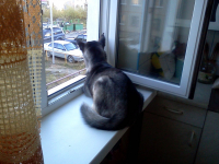 Прям как Котэ на подоконнике))))