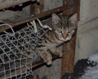 подвальный няк