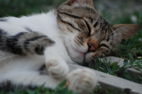 сладкий сон