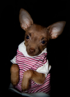 собака улыбака