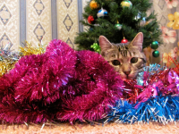 Мой первый новый год