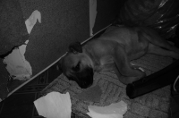 Кто напроказничал?