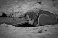 Ледянящий Сон