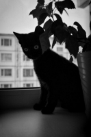 Глазастая Тень