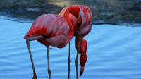 Фламинго