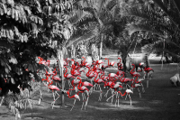 фламинго розовые