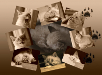 Здесь был Сеня!