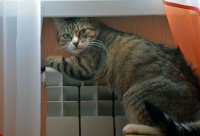 Про любителей тепла