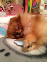 Леолюнь Искорка Любви