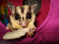 Сахарный поссум Сонечка )))