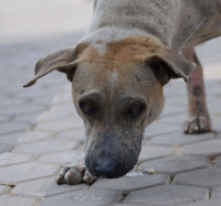 бездомный((