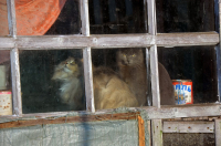 И снова отдельно взятое окно .....