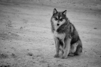 Собака Улыбака