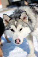 Коварный карий взгляд...