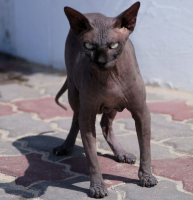 тайский кот