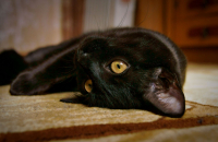 О чем же Они думают?