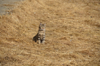 замаскировался
