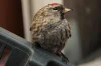 Магаданский