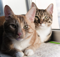 Жили-были два кота...