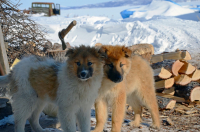 одна голова хорошо - две лучше!