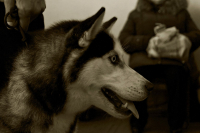 Привязанный...Друг (?)