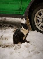 Черно-Белый