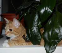 Тигр на отдыхе