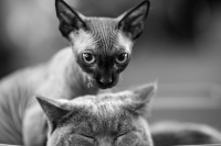 Выставка Кошек