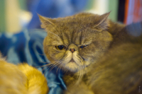 Вы что то сказали?