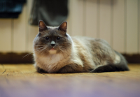 Заслуженный кот