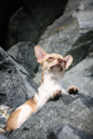 молодой Акела