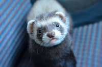 Любопытствую