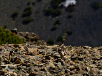 молодой глухарь