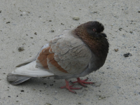 Я птичко мира! =)