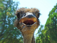 Who let the bird out