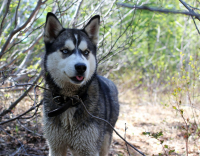 Собака-Дразняка ))