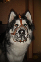 "Лютый" и намордник