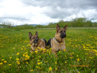 КОНИ И ЗАЭЛЬ