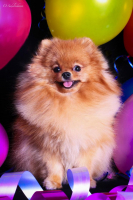 Лисонька - Лиса ;)