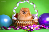 Тосеньке 1 годик ;)