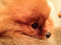 Пригорюнилась ))