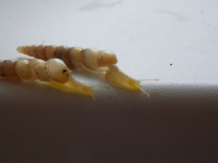 субулино октона