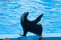 морской котик