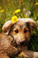 Красопетка дворовая)