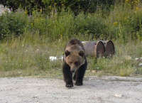 эй, ты куда?