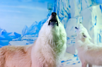 полярный волк